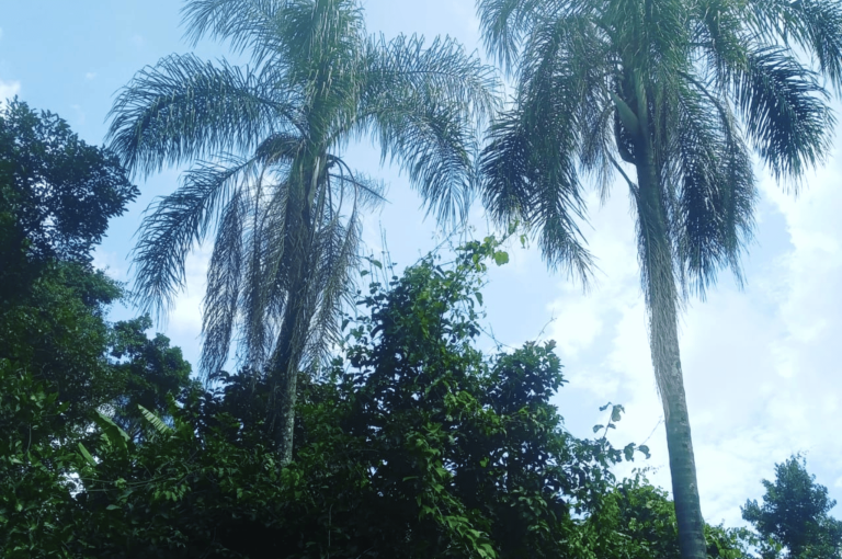 cachoeira em brotas sp